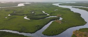 Vista aérea del Bosque de Manglares, que contribuye a la biodiversidad y desempeña un papel importante contra el cambio climático, cerca del Delta de Saloum, que está en la Lista del Patrimonio Mundial de la UNESCO, en el Arrondissement de Niodior, Senegal, el 3 de enero de 2024. El delta, con una costa de aproximadamente 718 kilómetros, ofrece un hábitat ideal para muchas criaturas acuáticas con sus grandes bosques de manglares, así como lagunas de agua salada y praderas terrestres. (Foto de Cem Ozdel/Anadolu vía Getty Images)