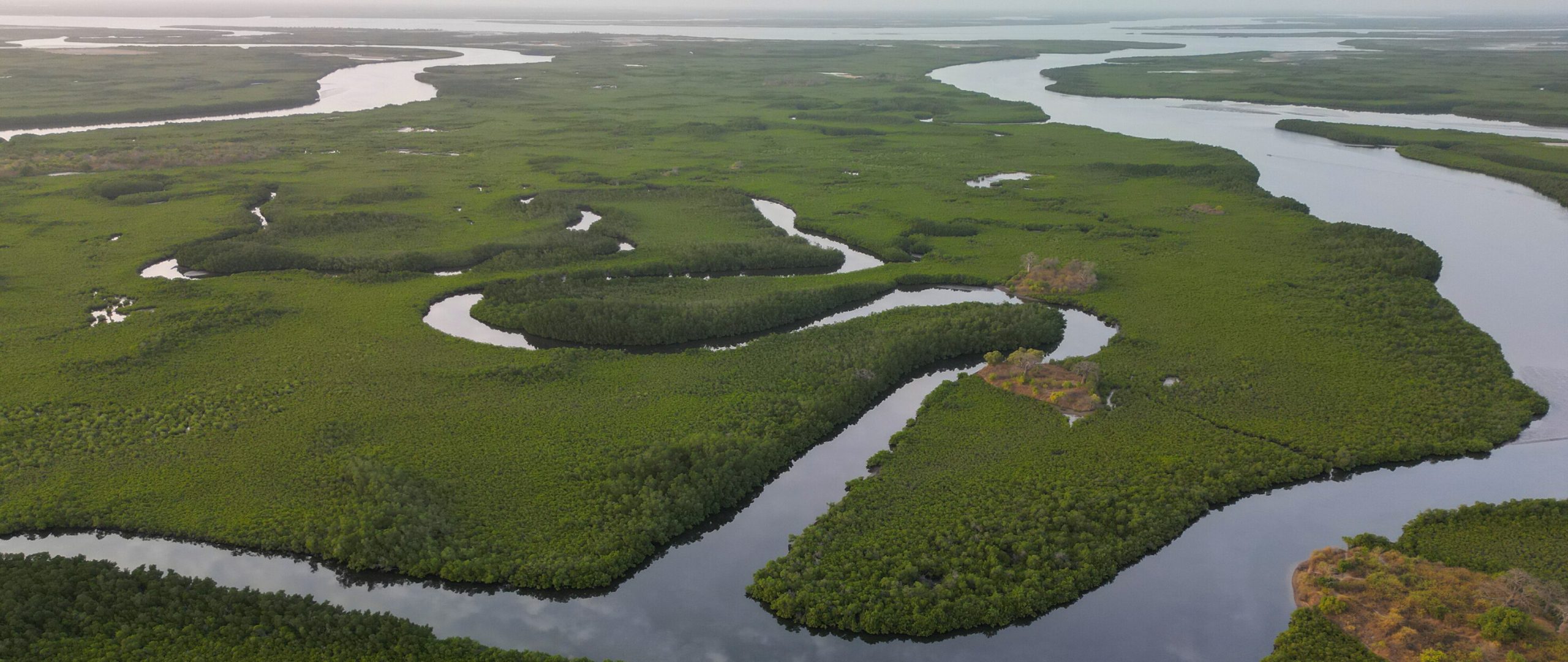 Vista aérea del Bosque de Manglares, que contribuye a la biodiversidad y desempeña un papel importante contra el cambio climático, cerca del Delta de Saloum, que está en la Lista del Patrimonio Mundial de la UNESCO, en el Arrondissement de Niodior, Senegal, el 3 de enero de 2024. El delta, con una costa de aproximadamente 718 kilómetros, ofrece un hábitat ideal para muchas criaturas acuáticas con sus grandes bosques de manglares, así como lagunas de agua salada y praderas terrestres. (Foto de Cem Ozdel/Anadolu vía Getty Images)